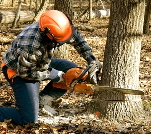 Tree Removal in Paris Crossing, IN
